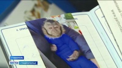 В Ставрополе продолжаются поиски сбежавшей от хозяина обезьяны