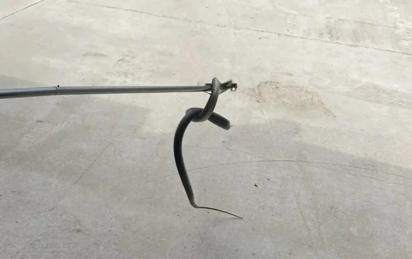 Спасатели поймали пробравшуюся в дом змею на Ставрополье