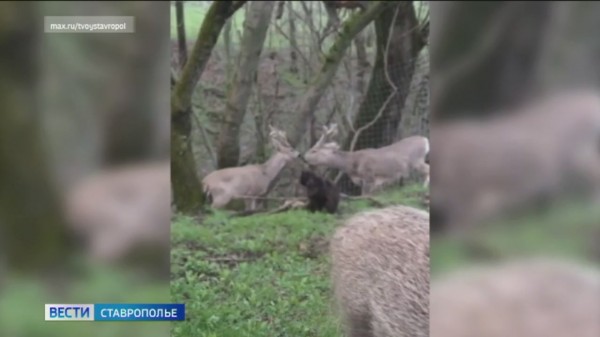 В Ставрополе спарринговали два молодых самца косули
