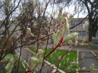 Какая погода ждет ставропольцев в воскресенье: прогноз на 19 апреля