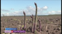 В Северной Осетии начался сезон сбора спаржи