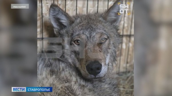 Волка с переломанными лапами лечат ветеринары в Ставрополе