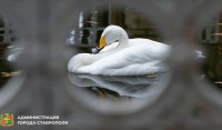 Белые лебеди вернулись в Центральный парк Ставрополя