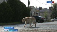 Жители Кочубеевского округа Ставрополья жалуются на бездомных животных