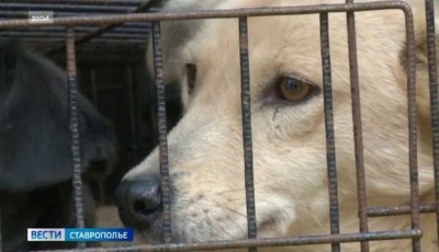 На Ставрополье проблему бродячих собак решают системно