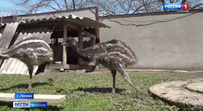 Экзотических птиц разводит житель Северной Осетии