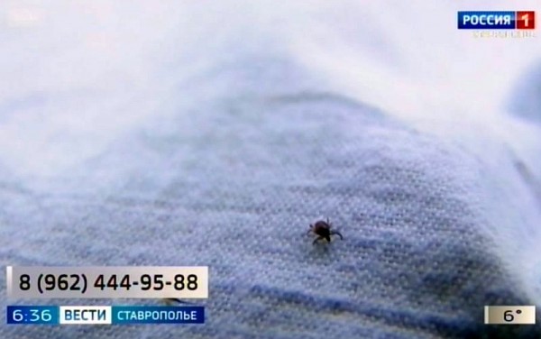 На Ставрополье заработала горячая линия по профилактике клещевых инфекций