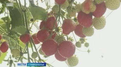 Ягодные поля Ставрополья расширились на 11 гектаров