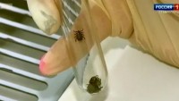 На Ставрополье отмечают небывалую активность клещей