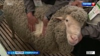 Ставрополье примет участие в XXVI Российской выставке племенных сельхозяйственных животных