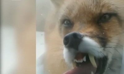 Смертельная ласка: к чему приводят контакты с дикими животными