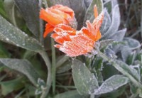 На Ставрополье снова ожидаются заморозки