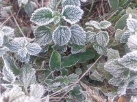 Заморозки вновь накроют Ставрополье