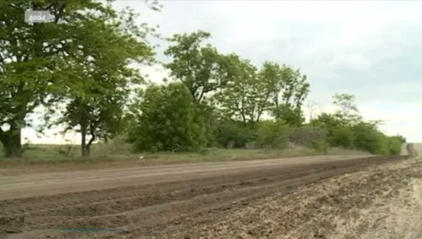 Не красоты ради: лесополосы выполняют несколько функций