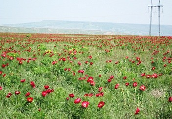 На Ставрополье наступило время пионов