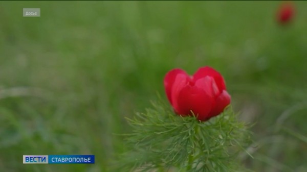 Прокуратура потребовала переиздать Красную книгу Ставрополья