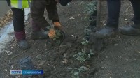 Продолжается масштабное озеленение Ставрополя