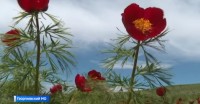 Краснокнижные пионы зацвели на Ставрополье