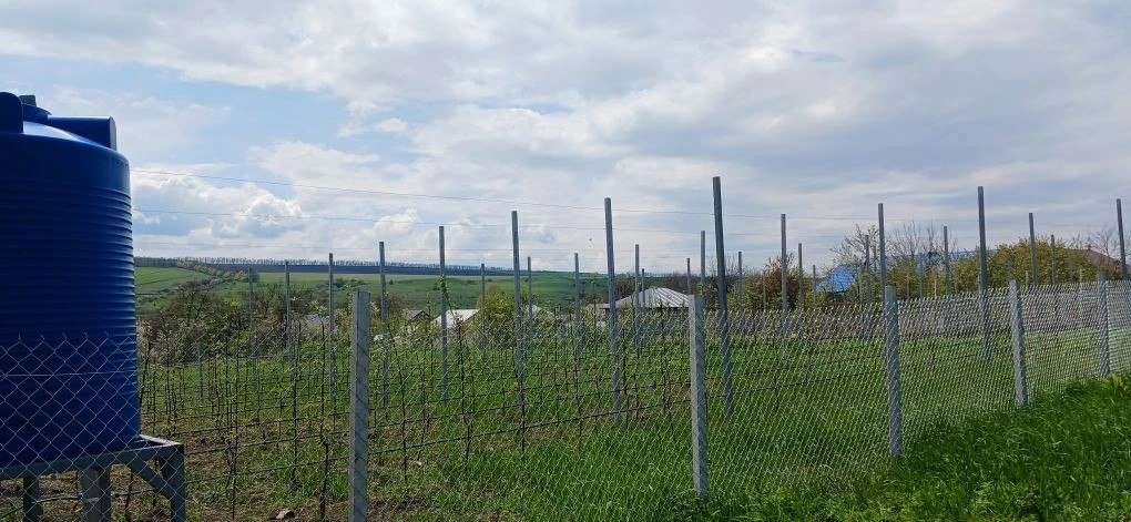 Школьники Предгорного округа Ставрополья ухаживают за молодым садом Школьники Предгорного округа Ставрополья ухаживают за молодым садом