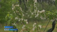 Непогода на Ставрополье снова заставляет нервничать садоводов