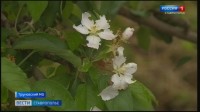 Садоводы Ставрополья опасаются серьезных потерь урожая