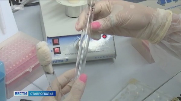 На Ставрополье выявлены случаи заражения крымской геморрагической лихорадкой
