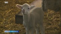 Ставропольские учёные разрабатывают пребиотики нового поколения для детей