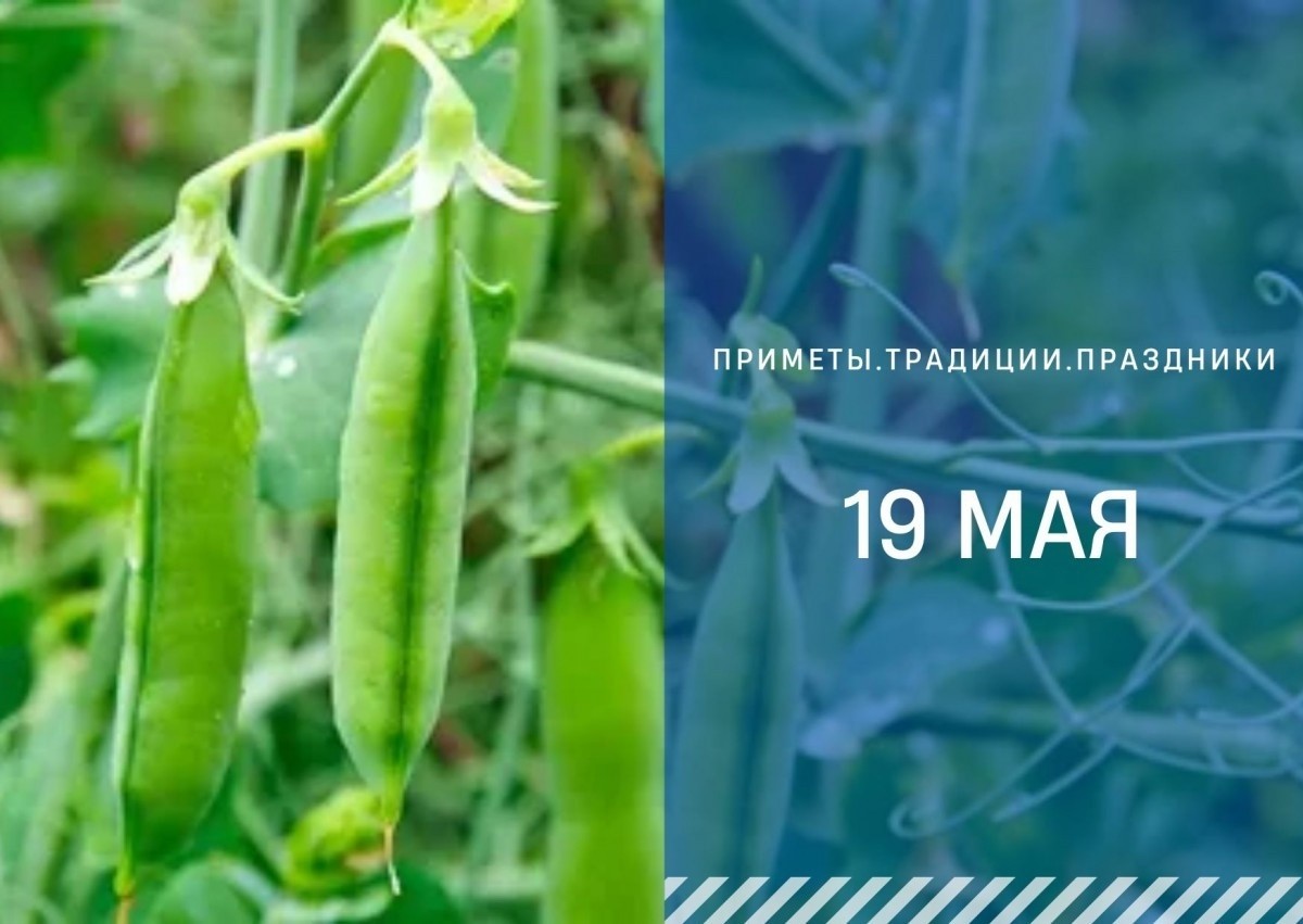 Приметы на 19 мая: что можно и нельзя делать в день Иова Горошника Приметы на 19 мая: что можно и нельзя делать в день Иова Горошника