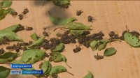 На Ставрополье выясняют причину массовой гибели пчёл
