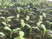 На Ставрополье высаживают рассаду овощных культур На Ставрополье высаживают рассаду овощных культур