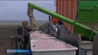 На Ставрополье завершается сев яровых На Ставрополье завершается сев яровых