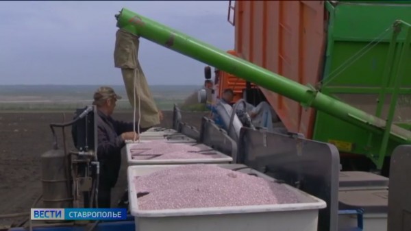 На Ставрополье завершается сев яровых