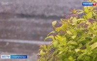 На Ставрополье установилась теплая и дождливая погода На Ставрополье установилась теплая и дождливая погода