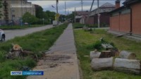 На Ставрополье ветер валит деревья