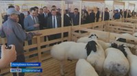 Ставропольские животноводы борются за победу на всероссийской выставке племенных животных Ставропольские животноводы борются за победу на всероссийской выставке племенных животных