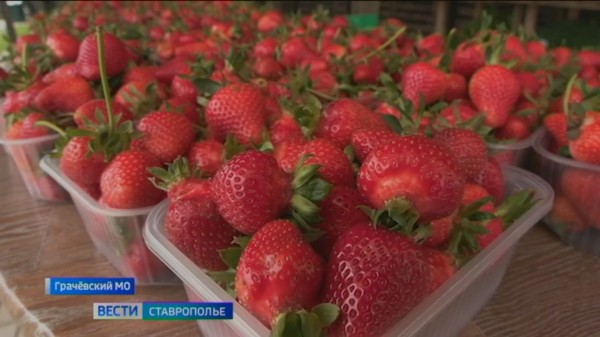 На Ставрополье в самом разгаре клубничный сезон