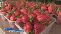 Как повлияли на урожай и вкус ставропольской клубники проливные дожди Как повлияли на урожай и вкус ставропольской клубники проливные дожди