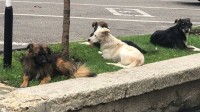 Бездомные собаки напали на двух детей в Минводах Бездомные собаки напали на двух детей в Минводах