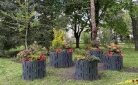 Улицы Ставрополя украсят 300 тысяч цветов Улицы Ставрополя украсят 300 тысяч цветов