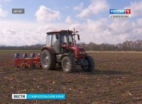 На Ставрополье непогода повредила более 100 тысяч гектаров посевов