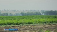 Глава минсельхоза Ставрополья рассказал о ситуации на полях региона