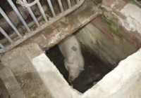 На Ставрополье спасатели вытащили из ямы стокилограммовую свинью На Ставрополье спасатели вытащили из ямы стокилограммовую свинью