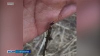 На Ставрополье за неделю выявлено три новых случая заболевания боррелиозом через клещей