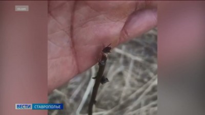 На Ставрополье за неделю выявлено три новых случая заболевания боррелиозом На Ставрополье за неделю выявлено три новых случая заболевания боррелиозом