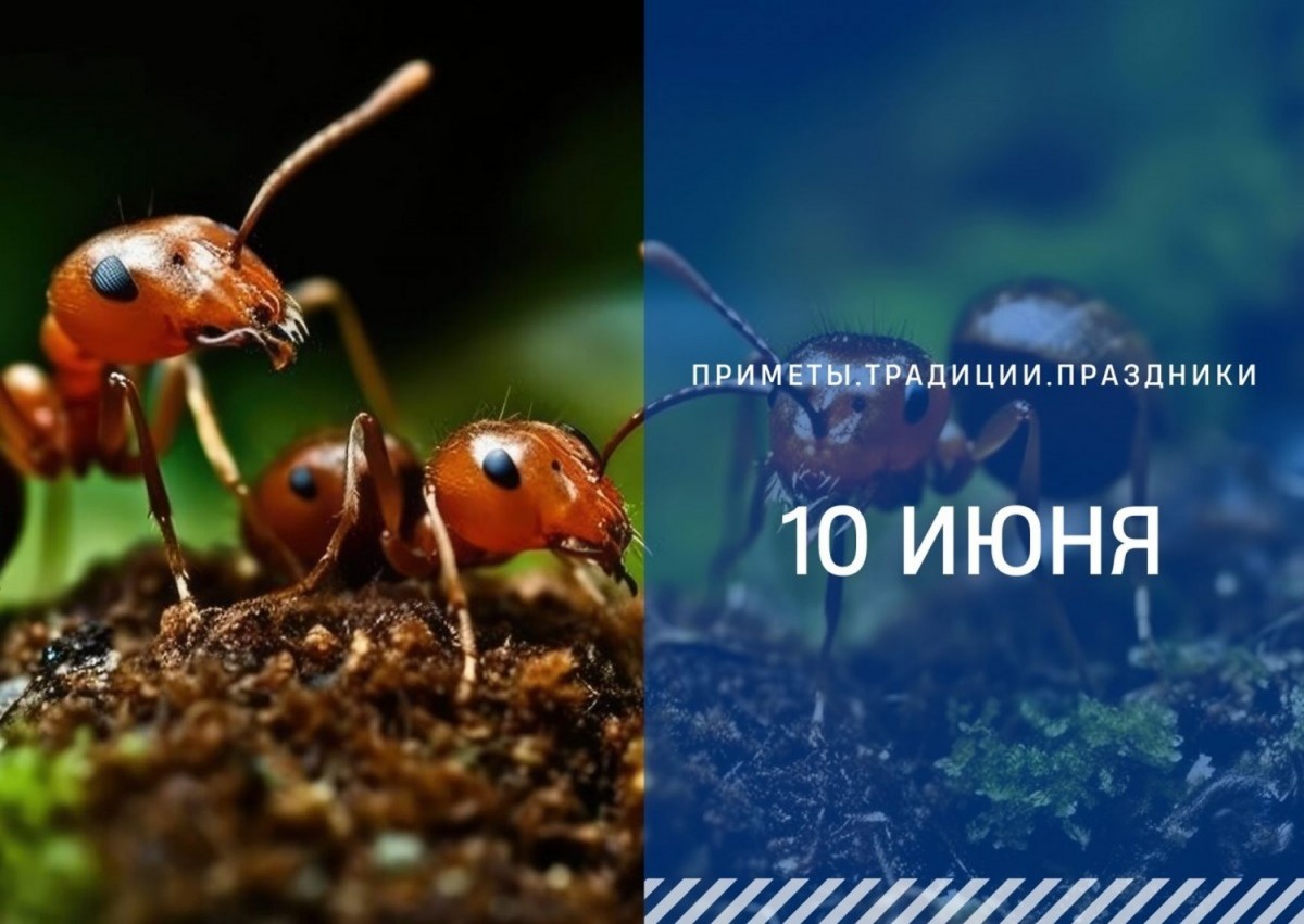 Приметы на 10 июня: что можно и нельзя делать на Никиту Гусятника Приметы на 10 июня: что можно и нельзя делать на Никиту Гусятника