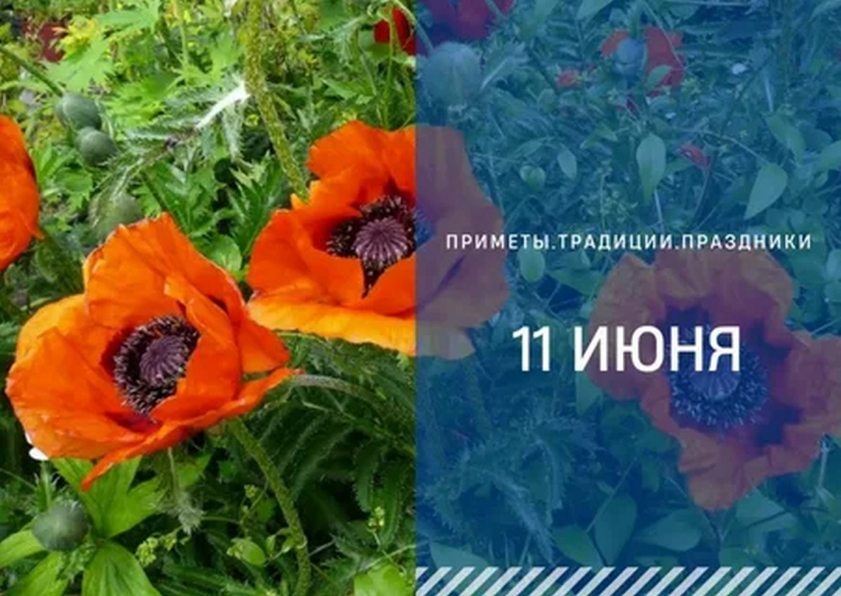 Приметы на 11 июня: что можно и нельзя делать в день Федосьи Колосятницы Приметы на 11 июня: что можно и нельзя делать в день Федосьи Колосятницы