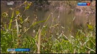 Полчища комаров атакуют жителей Ставрополья Полчища комаров атакуют жителей Ставрополья
