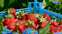Сезон клубники открыт: что нужно знать перед покупкой Сезон клубники открыт: что нужно знать перед покупкой