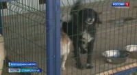 Корректировки в закон о безнадзорных животных предлагают внести общественники Ставрополья Корректировки в закон о безнадзорных животных предлагают внести общественники Ставрополья