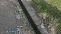 Сезон тополиного пуха начался на Ставрополье